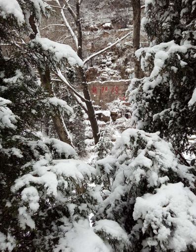 朝阳沟冰的世界