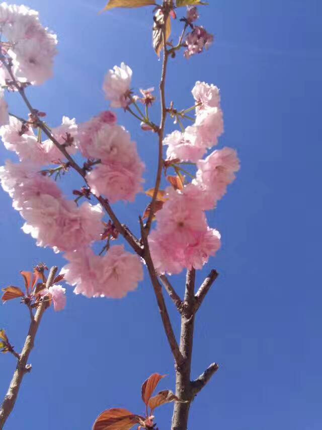 朝阳沟四季景点特色