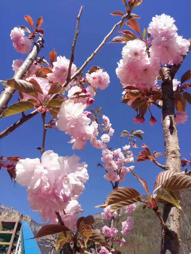 朝阳沟四季景点特色