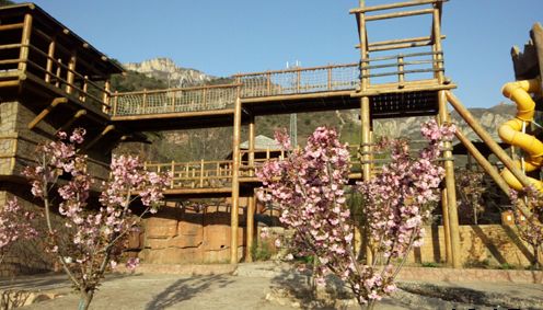 家门口的樱花开了