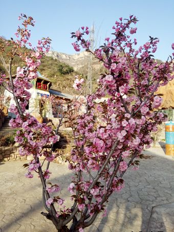 家门口的樱花开了