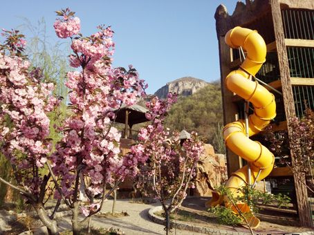 家门口的樱花开了