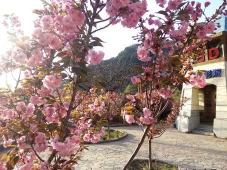 家门口的樱花开了