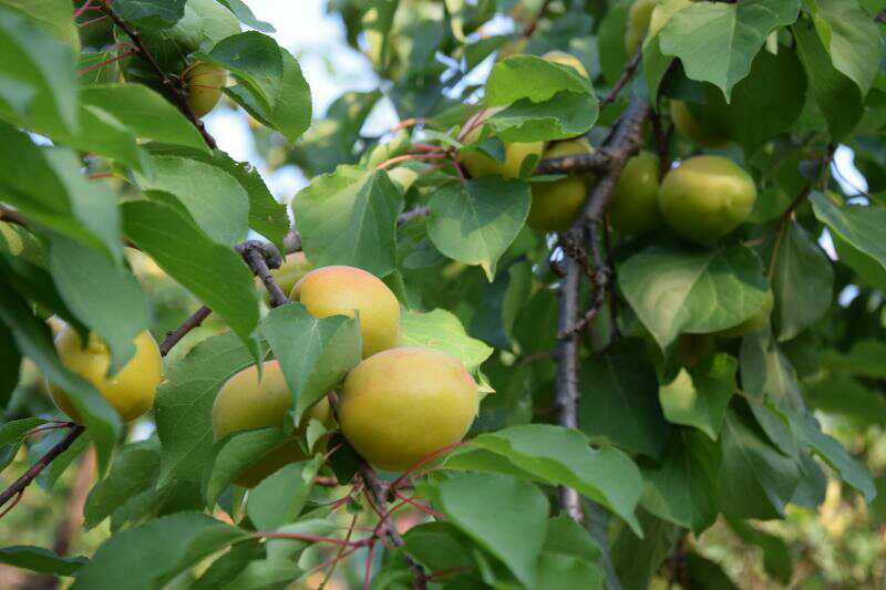 五月梦乡杏儿熟，免费采摘正当时——