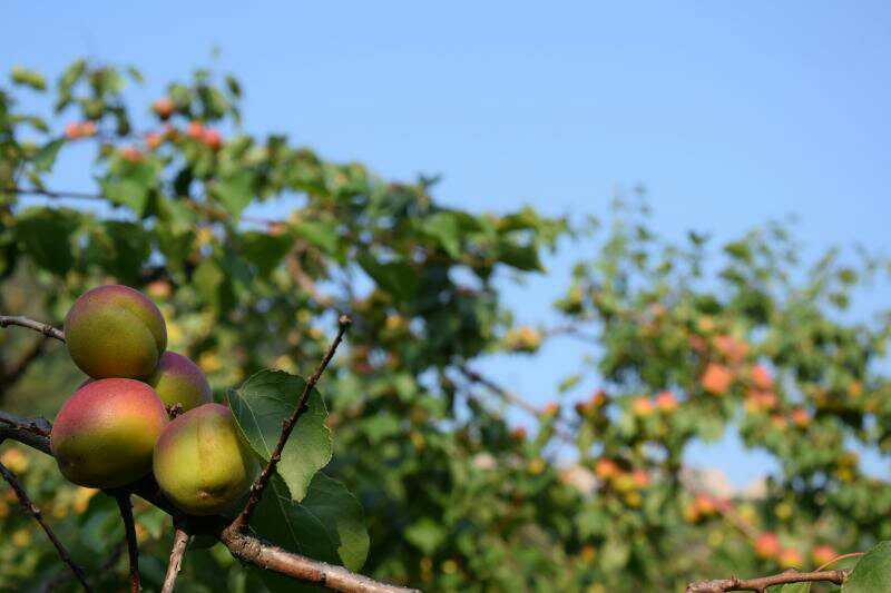 五月梦乡杏儿熟，免费采摘正当时——