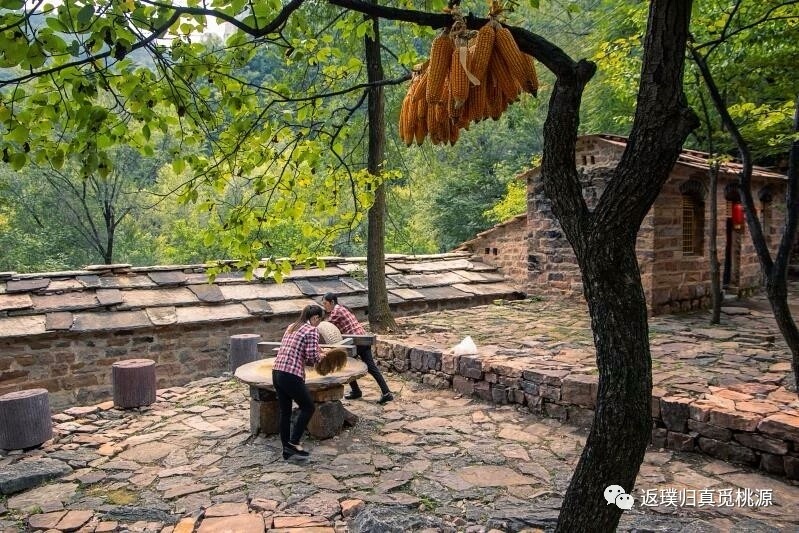 今年秋天的朝阳沟不同往年