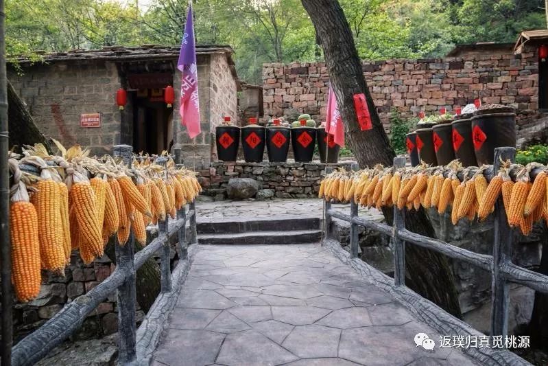 今年秋天的朝阳沟不同往年